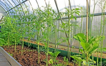 供給側改革行情依舊 農業和醫(yī)藥板塊成焦點